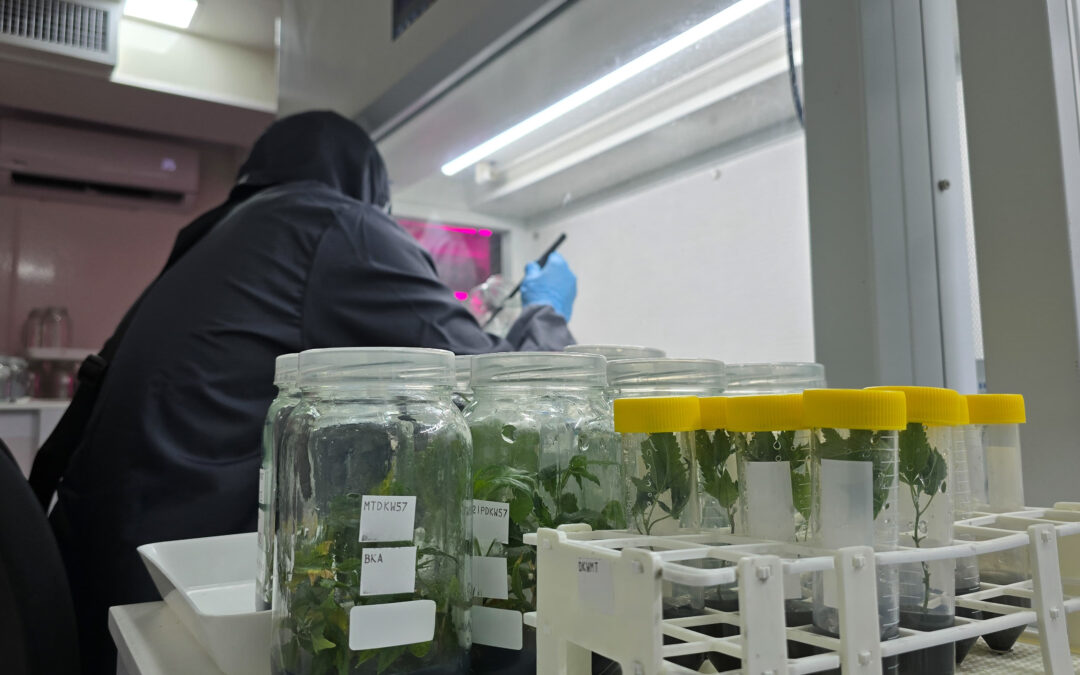 In vitro seeds of Colombian cannabis for medical and scientific use are a reference in the world.